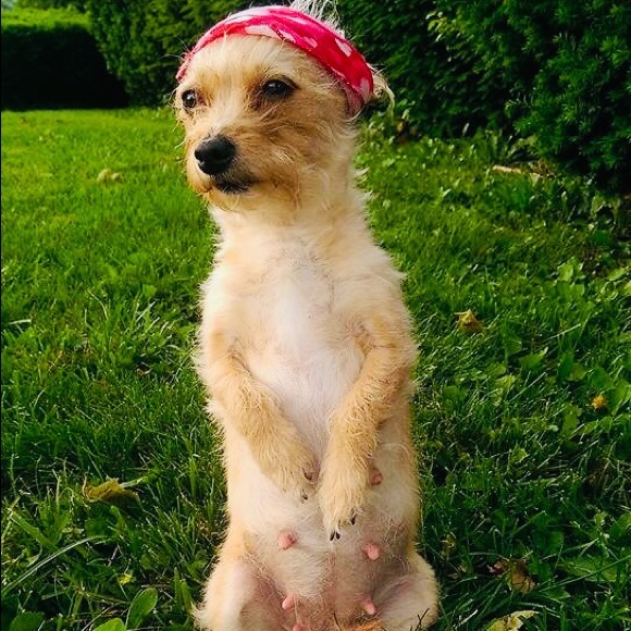 Meet your Posher, Crystal - Picture 4 of 8